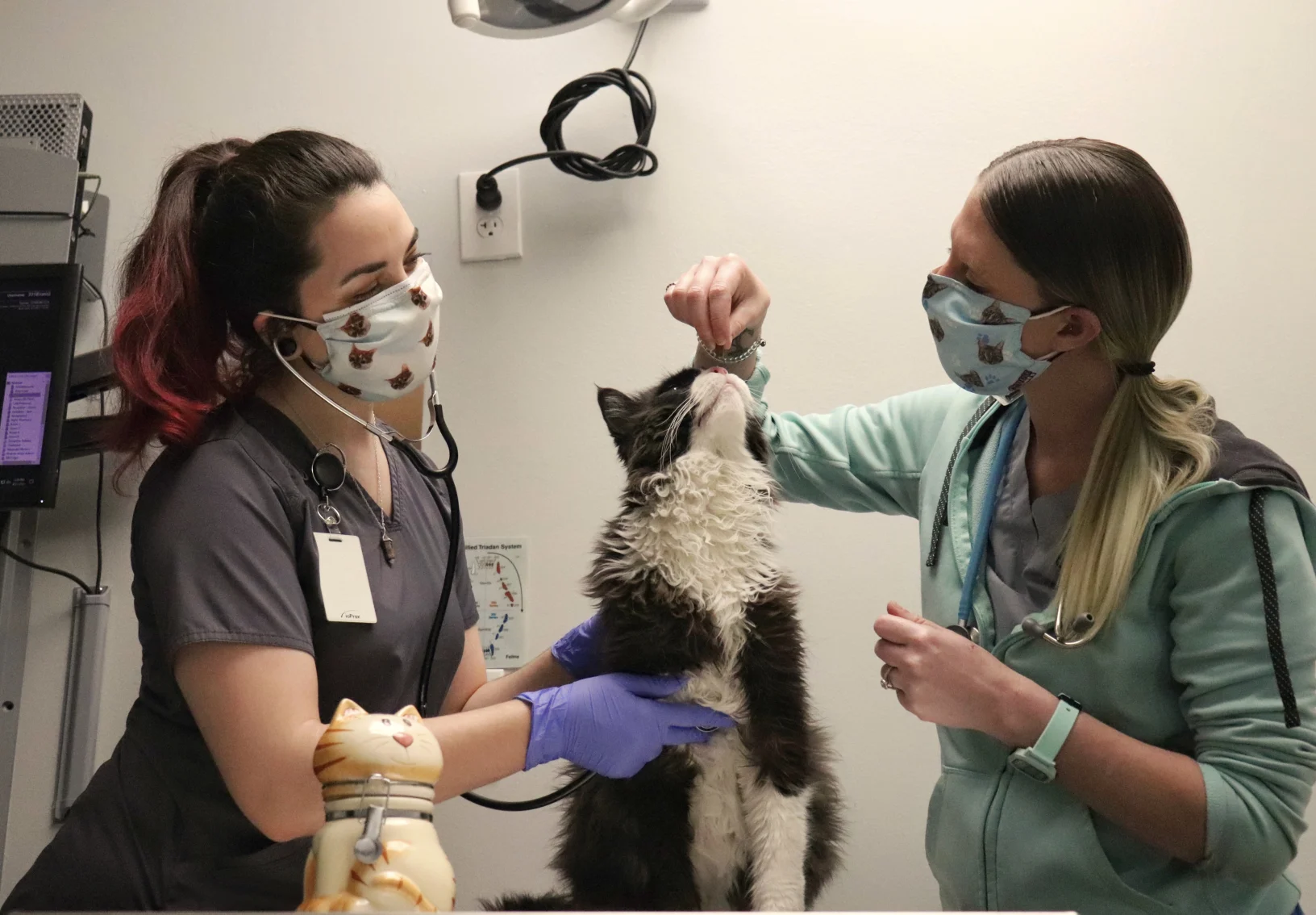 two staff members give a cat sitting on an exam table a treat