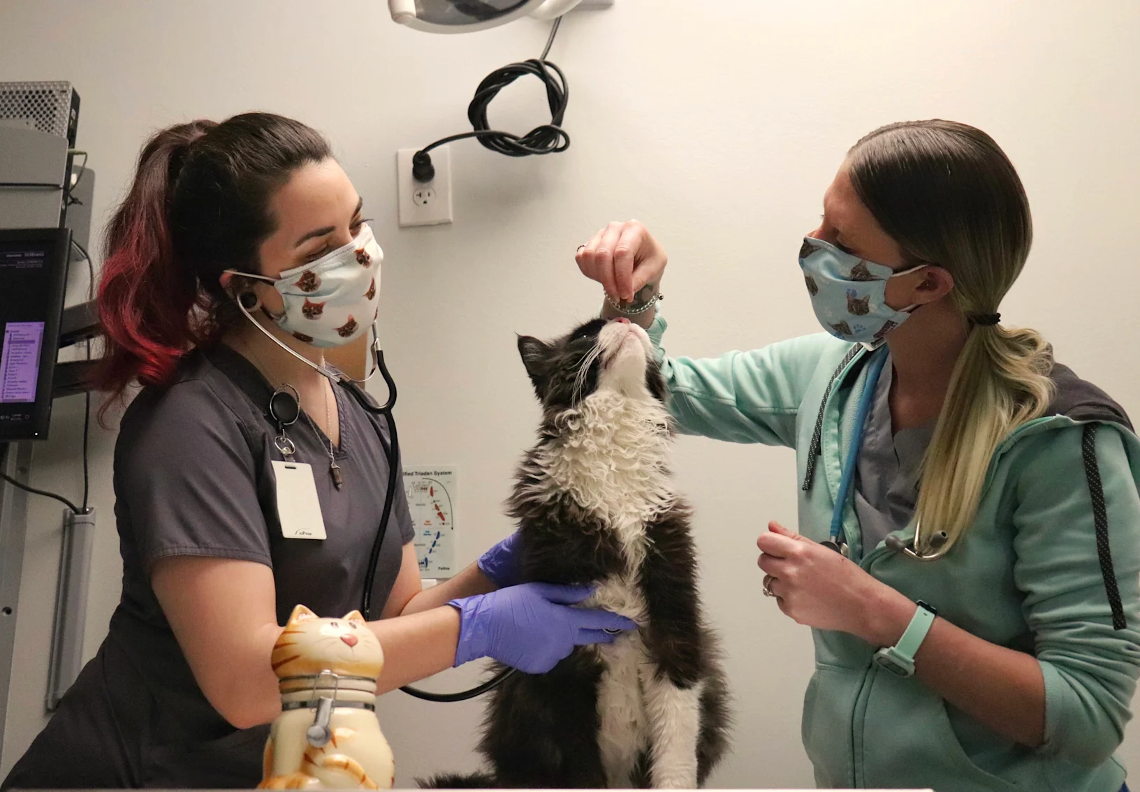 two staff members give a cat sitting on an exam table a treat two staff members give a cat sitting on an exam table a treat