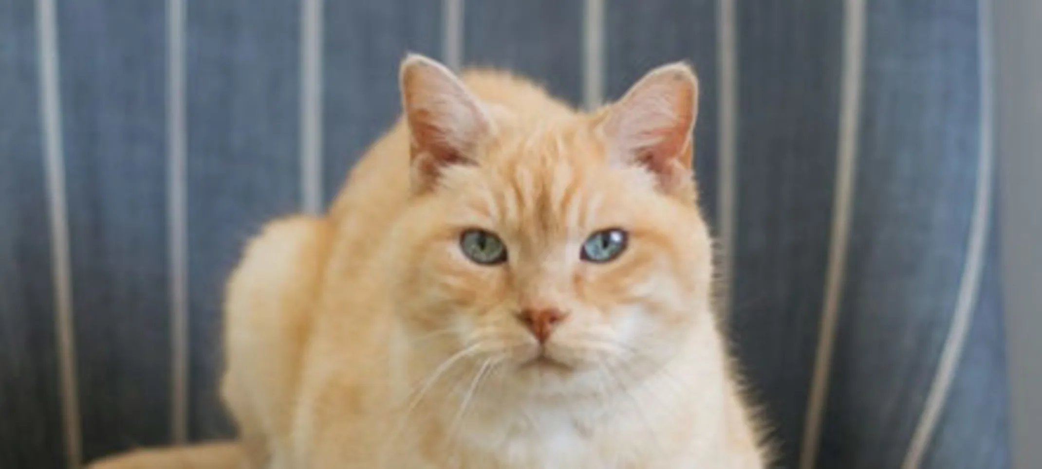 A cat on a sofa. A cat on a sofa.