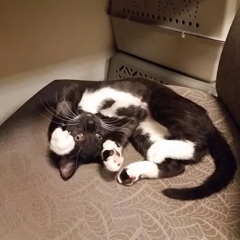 A cat on his back A cat on his back