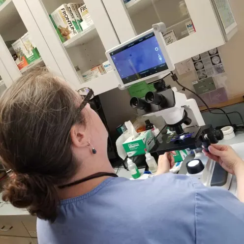 Veterinarian examining with a microscope
