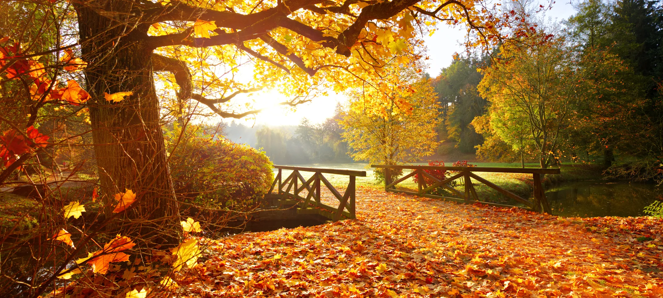 fall park scene with orange leaves fall park scene with orange leaves