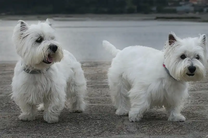 Two Schnauzers playing outside