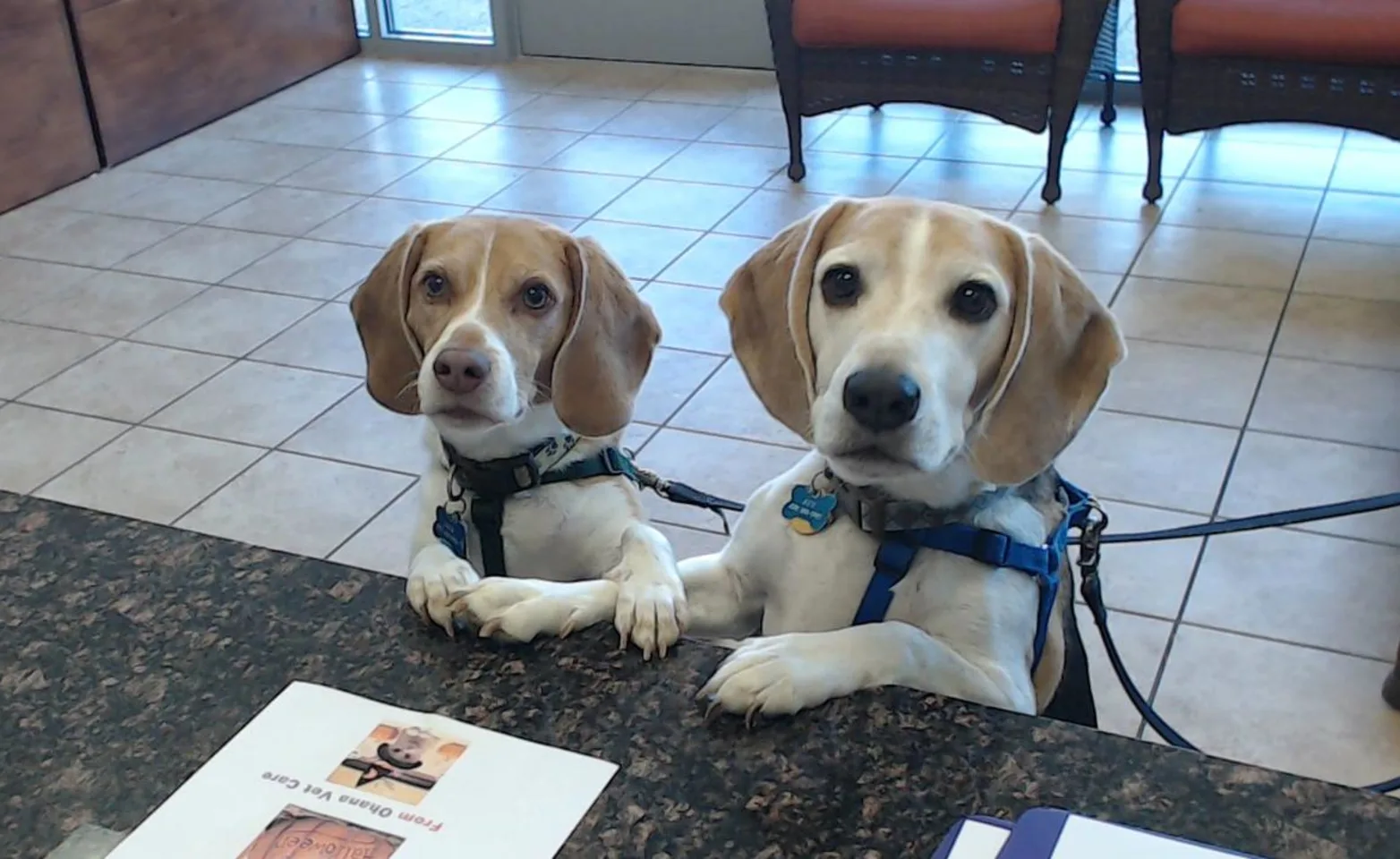 Two dogs standing on a counter Two dogs standing on a counter