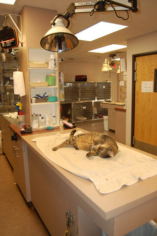 Companion Animal Hospital Exam Area
