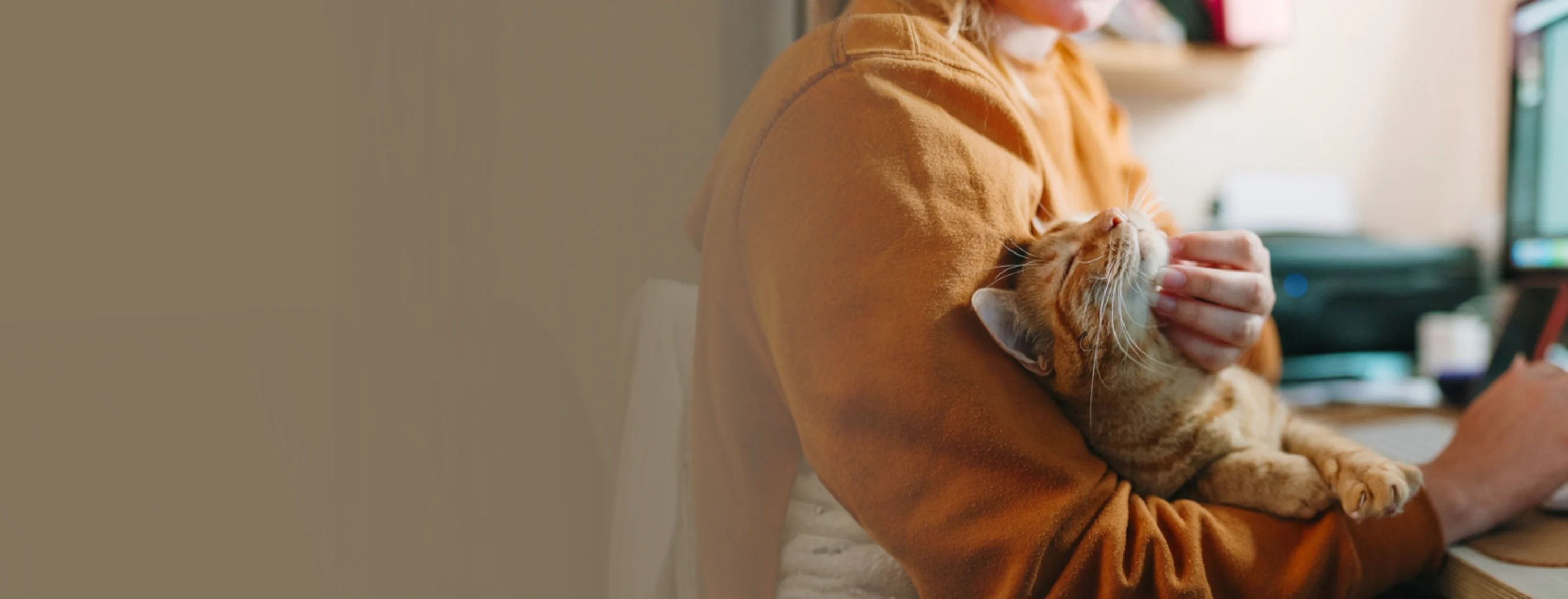 Woman Wearing Orange Sweater Sitting at Computer & Scratching Orange Cat Woman Wearing Orange Sweater Sitting at Computer & Scratching Orange Cat