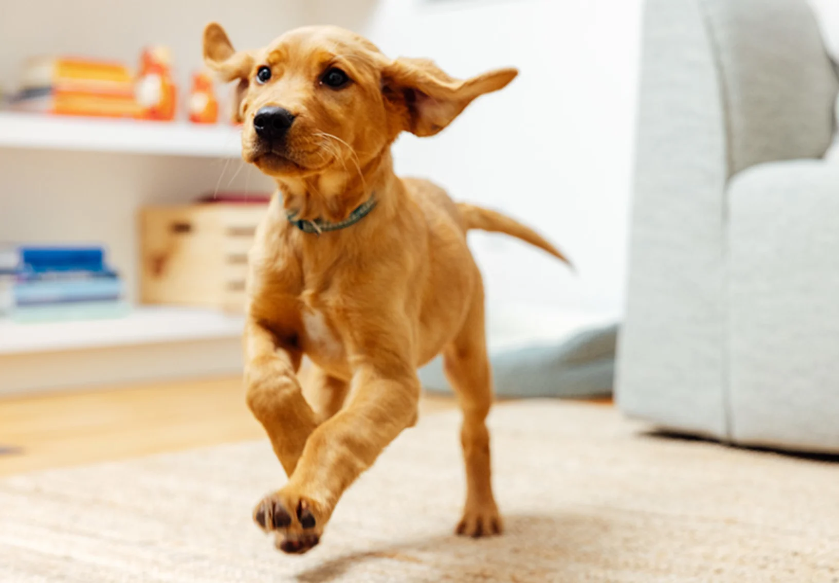 Financial support option hero card - dog running in the living room Financial support option hero card - dog running in the living room