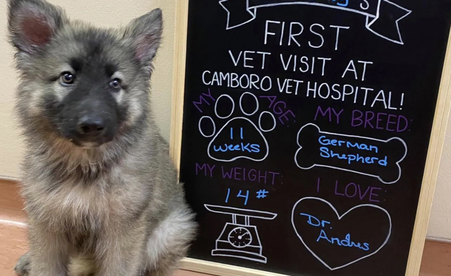 Puppy with First Visit Chalk Board at Camboro Veterinary Hospital