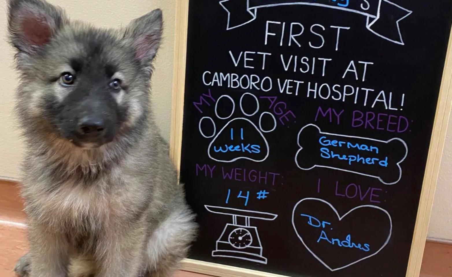 Puppy with First Visit Chalk Board at Camboro Veterinary Hospital Puppy with First Visit Chalk Board at Camboro Veterinary Hospital