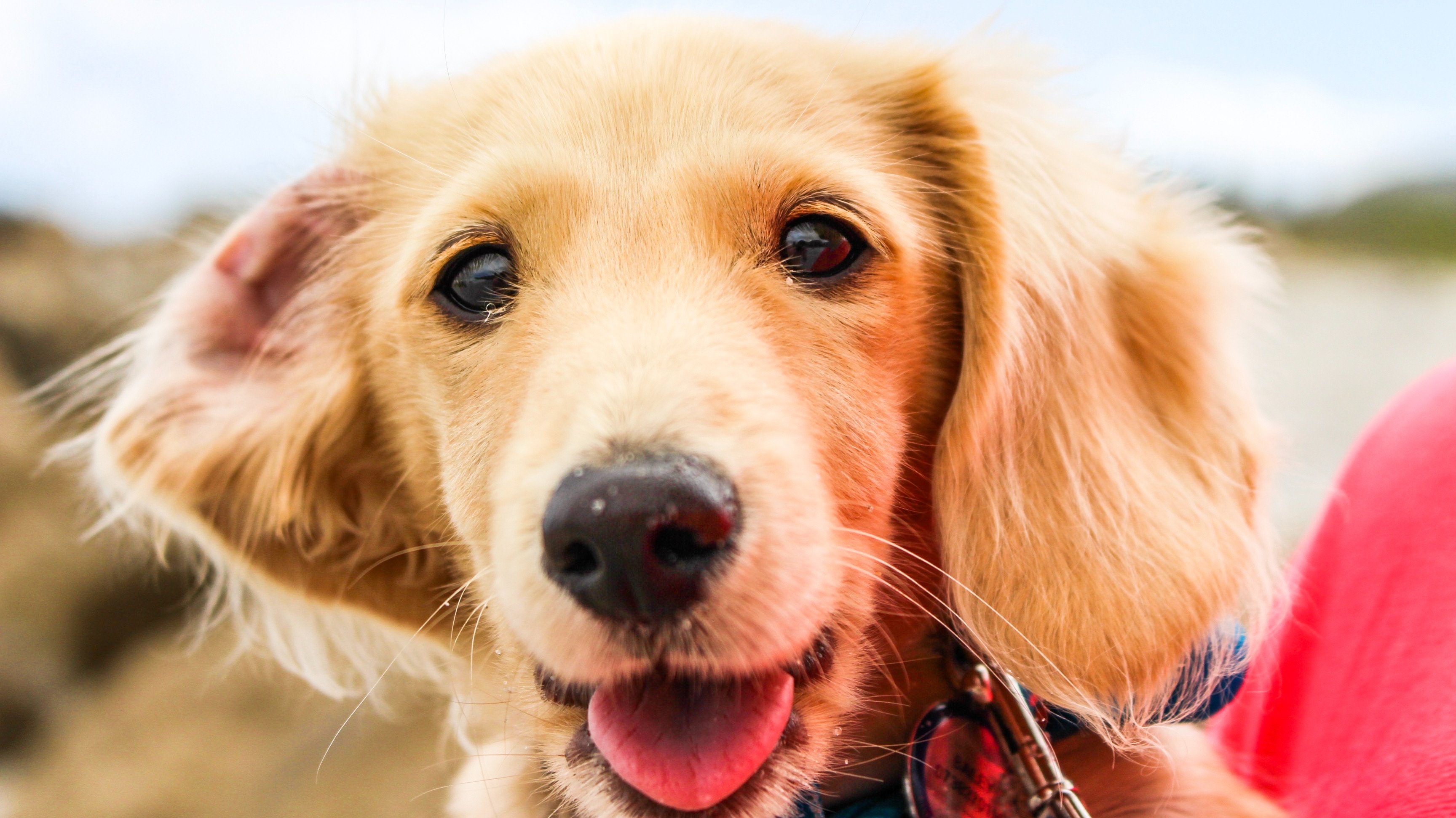 Veterinary Blog Companion Pet Clinic of Klamath Falls