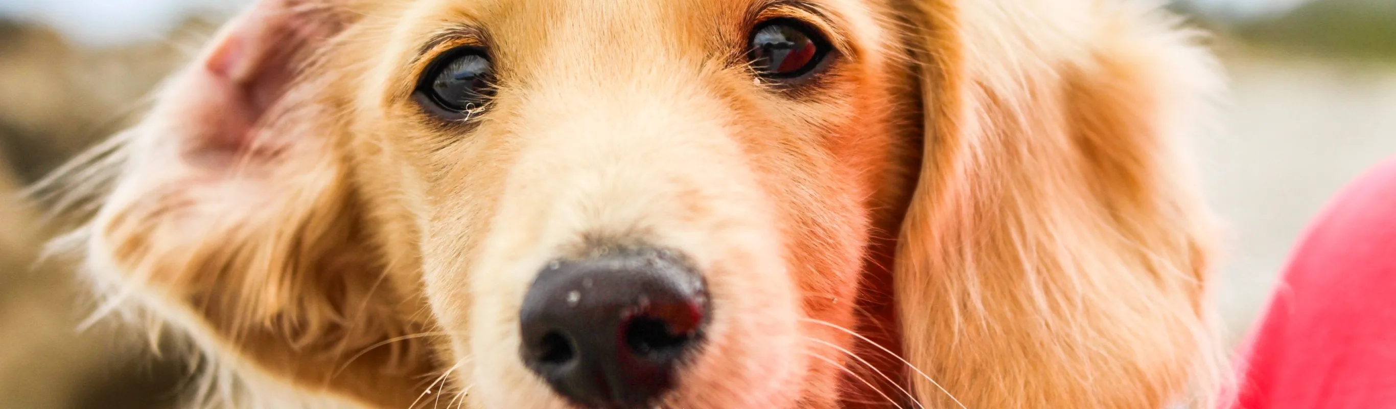 Closeup of a dog