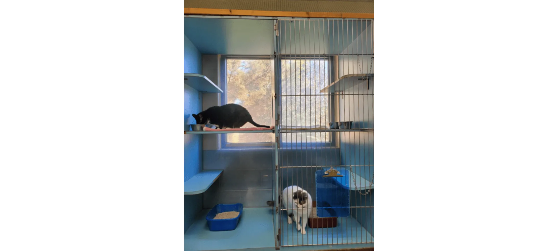 Two cats that are boarded in the cattery at Overland Animal Hospital and Pet Resort - a black cat is perched on the second story eating, while a white and grey cat is standing near a litter box on the lower level Two cats that are boarded in the cattery at Overland Animal Hospital and Pet Resort - a black cat is perched on the second story eating, while a white and grey cat is standing near a litter box on the lower level