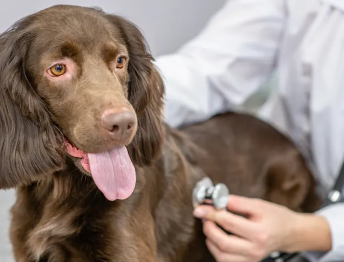 Brown dog in clinic