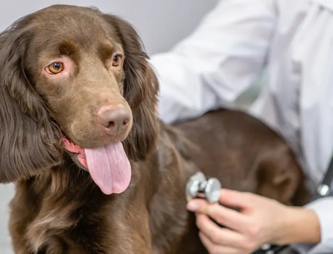 Brown dog in clinic