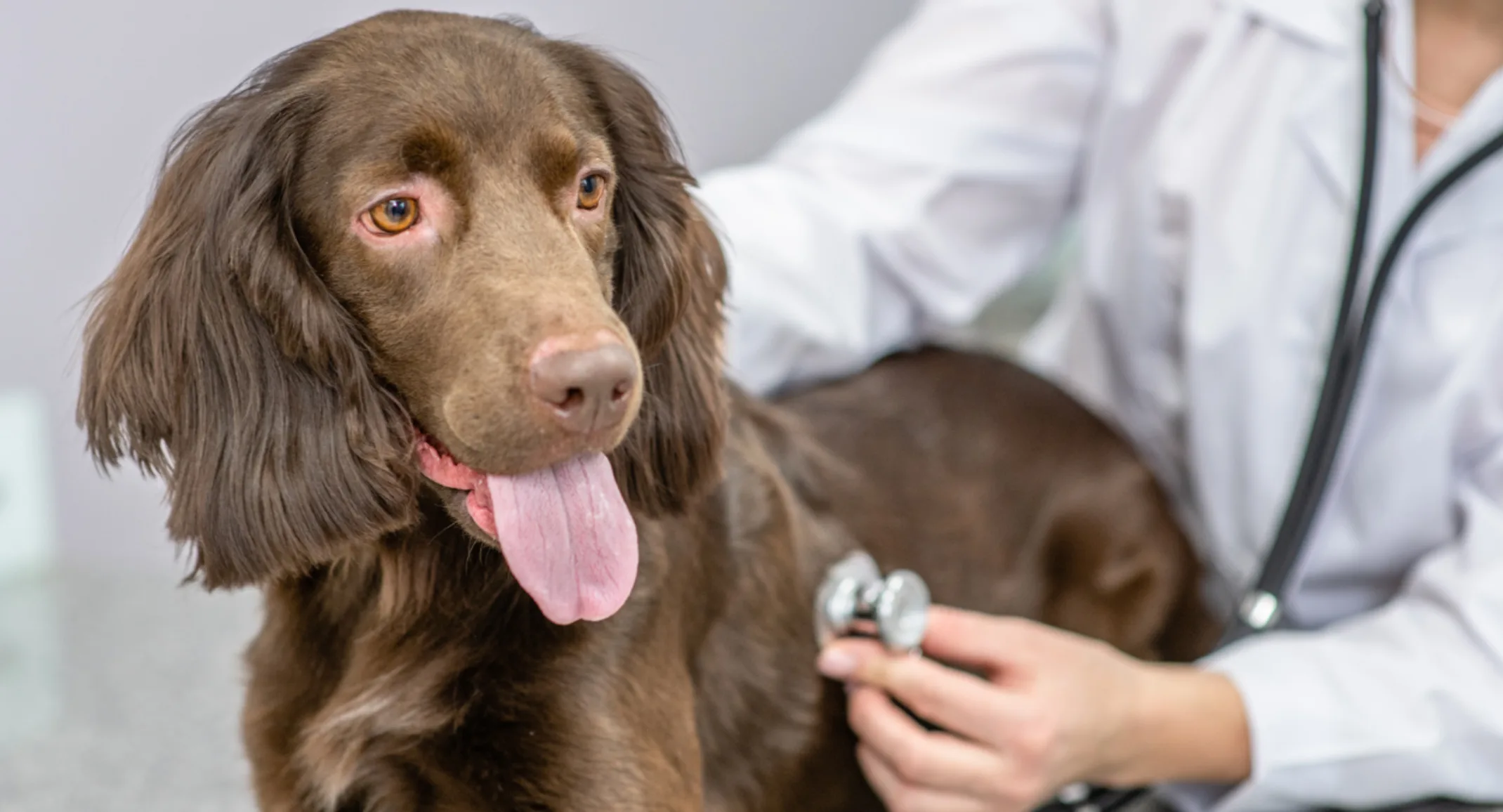 Brown dog in clinic Brown dog in clinic