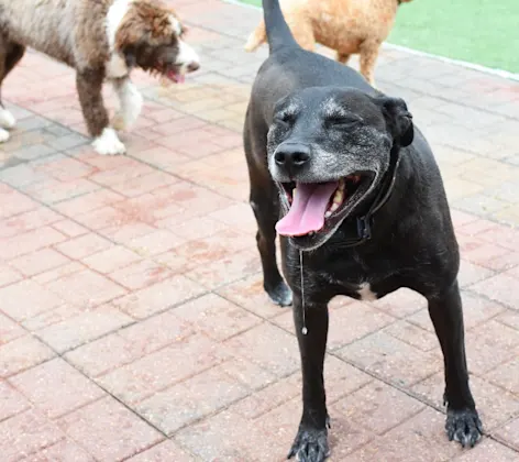 Happy dog at Animal Medical Center of Hattiesburg. Happy dog at Animal Medical Center of Hattiesburg.