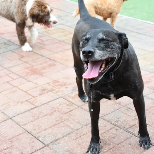 Happy dog at Animal Medical Center of Hattiesburg. Happy dog at Animal Medical Center of Hattiesburg.