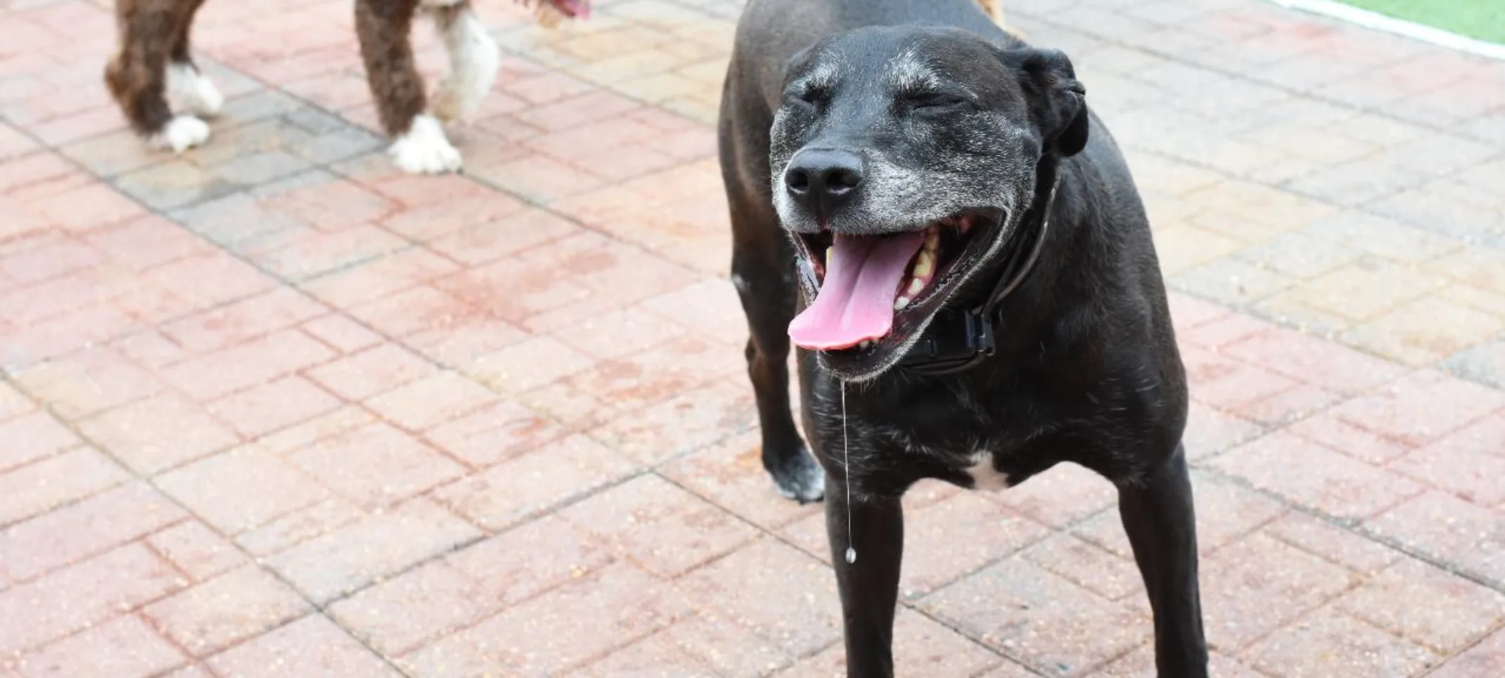 Happy dog at Animal Medical Center of Hattiesburg. Happy dog at Animal Medical Center of Hattiesburg.