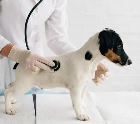 Dog getting a check up Dog getting a check up