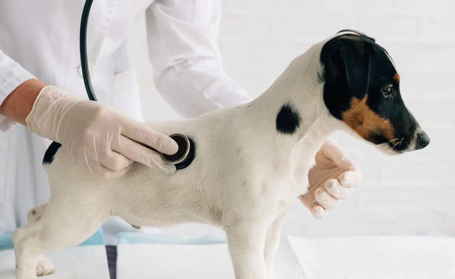 Dog getting a check up Dog getting a check up