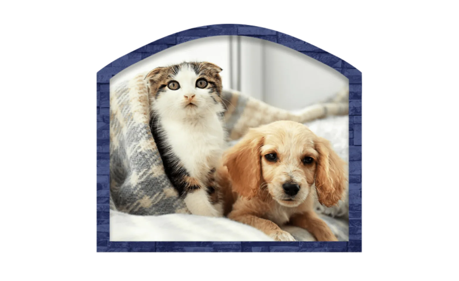 Cat and dog under blankets Cat and dog under blankets