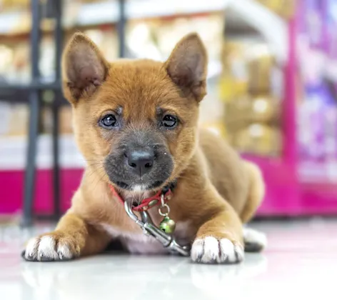 Cute brown puppy is laying down in the middle of an aisle at a pharmacy store with their red leash on.