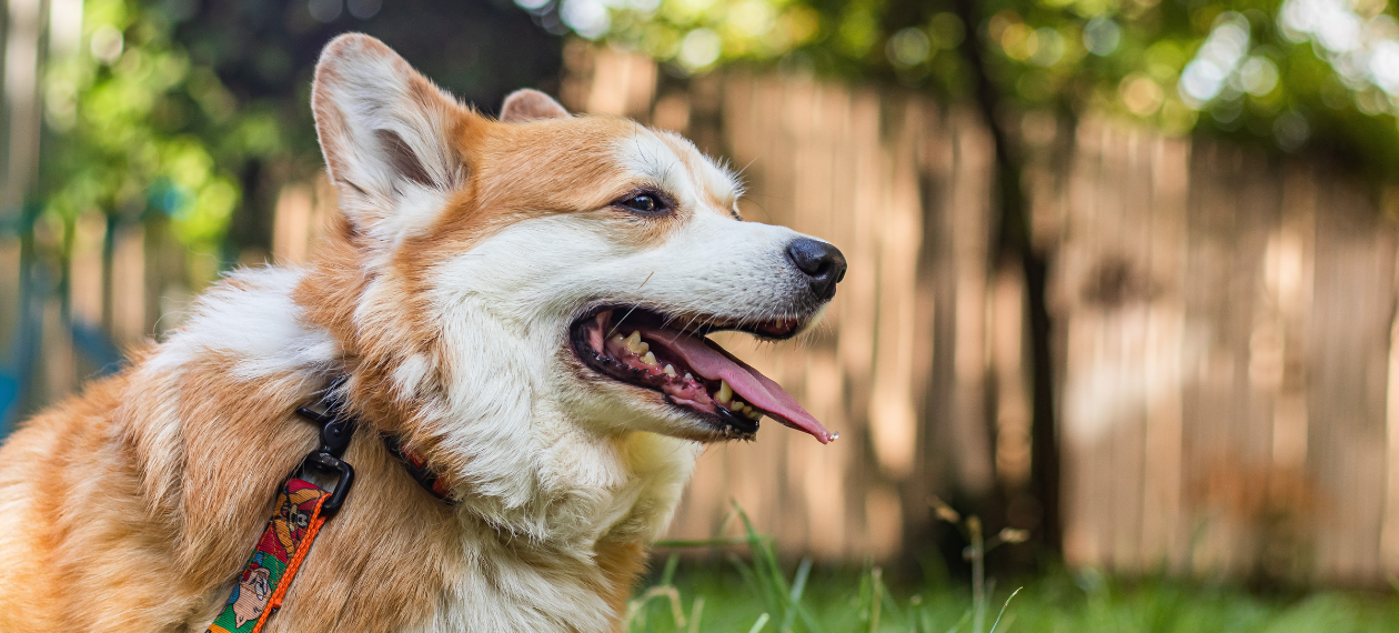 Orange Corgi Sticking its Tongue Out
