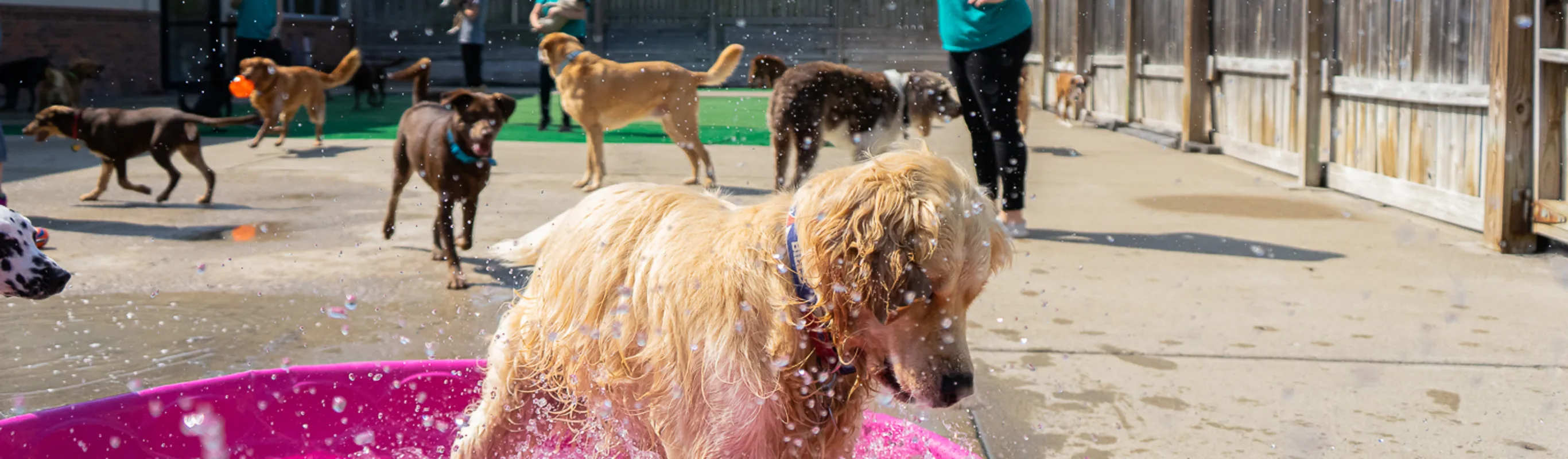 Dog playing in pool at Puppy Playground Dog playing in pool at Puppy Playground