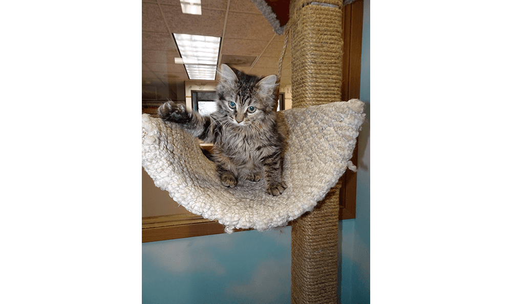 Sandwich Veterinary Hospital 0217 - Kitten