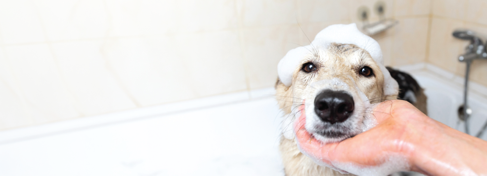 Dog Receiving a Bath Looking at the Camera
