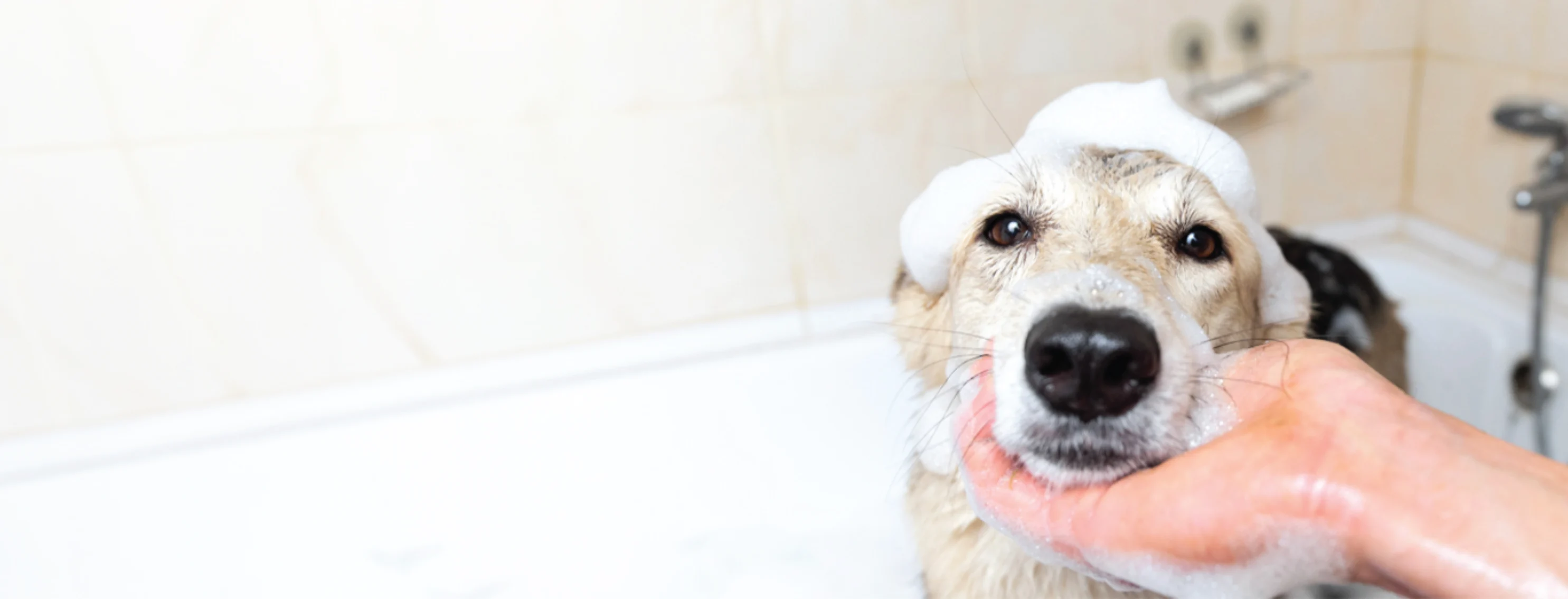 Dog Receiving a Bath Looking at the Camera Dog Receiving a Bath Looking at the Camera