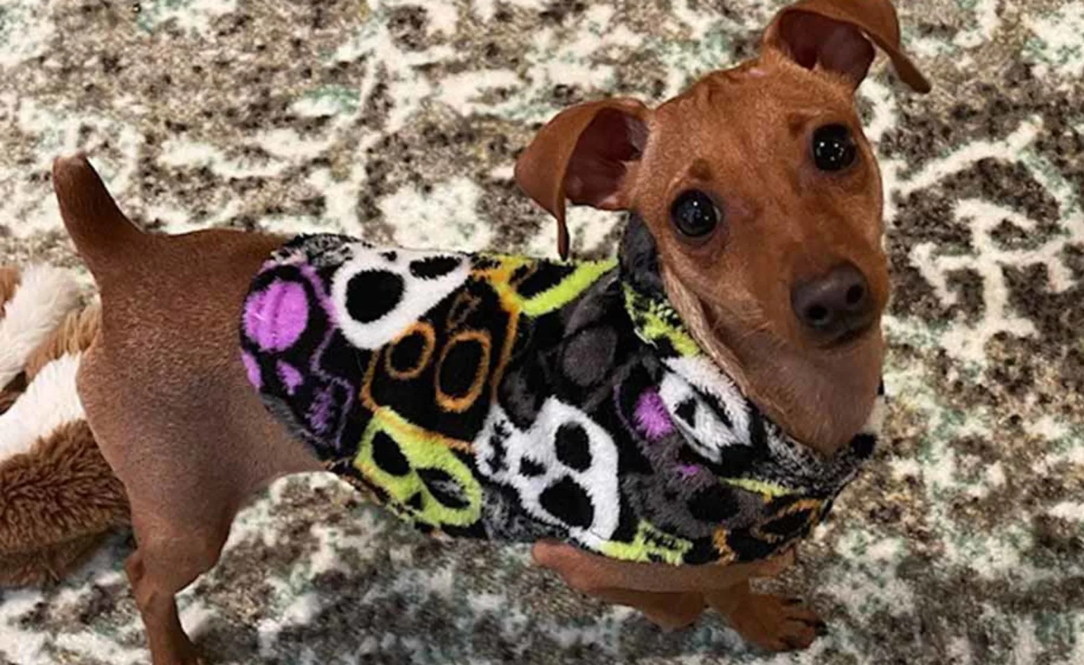 A small brown dog wearing a black sweater with colorful skulls