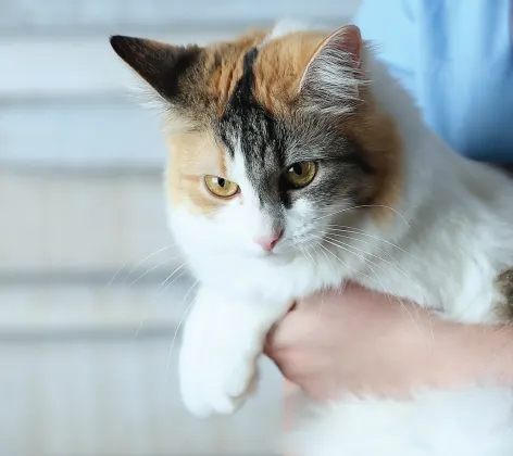 Cat held by vet