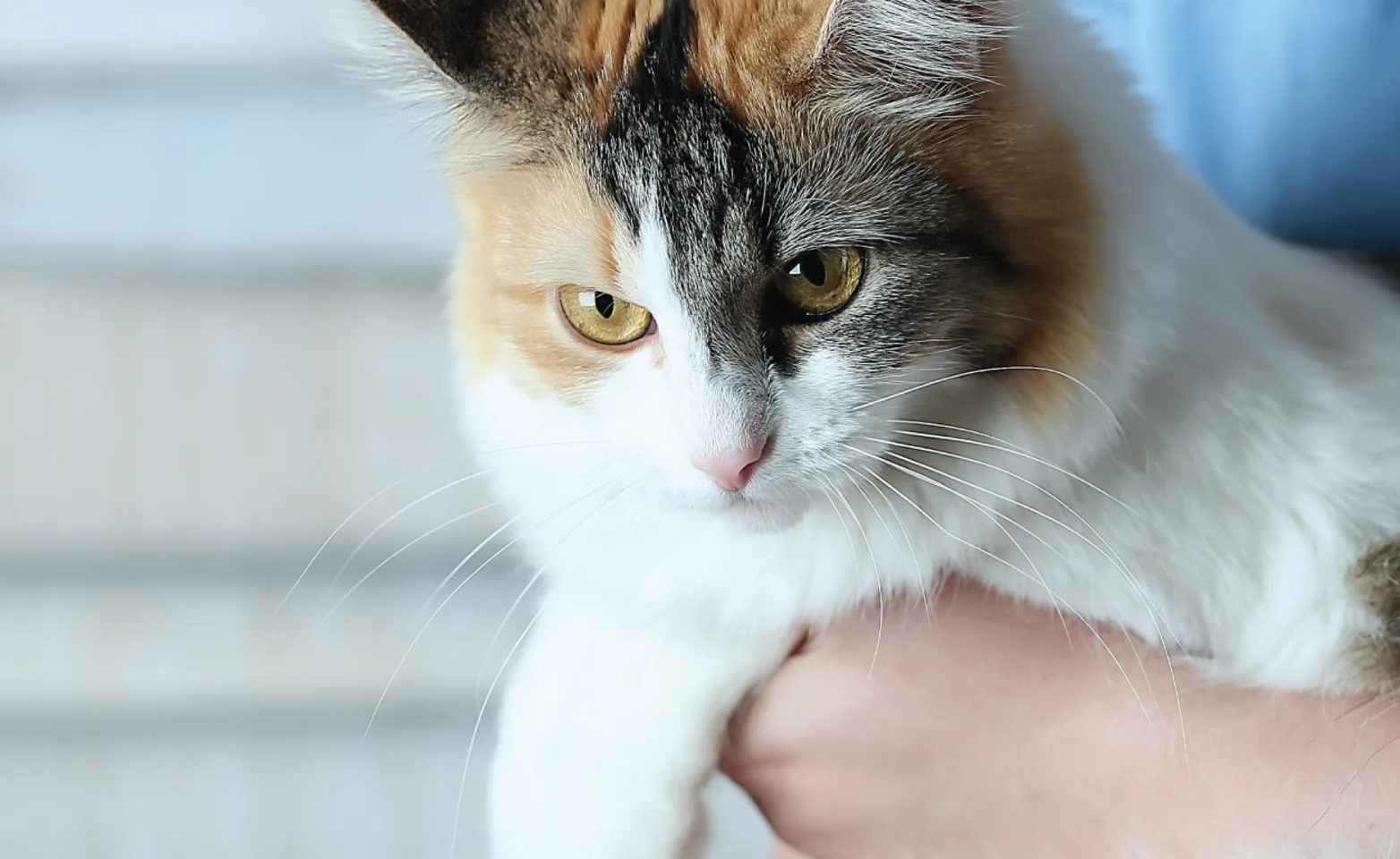 Cat held by vet