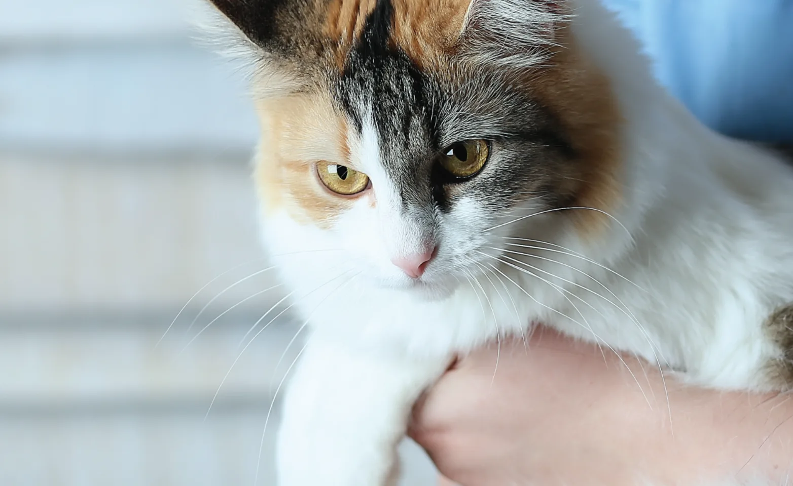Cat held by vet Cat held by vet