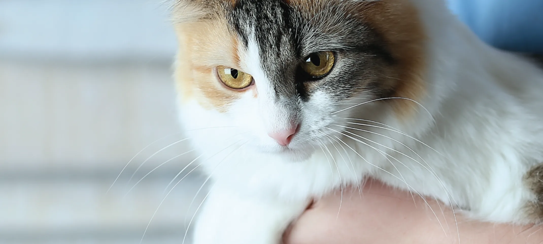 Cat held by vet Cat held by vet