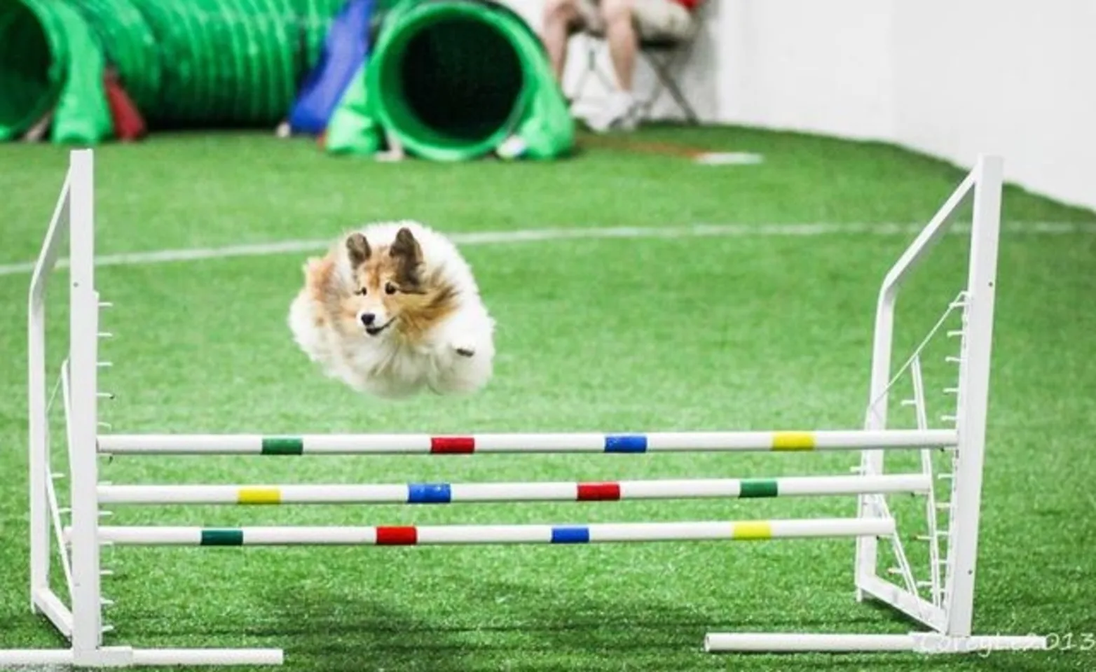 Dog jumping hurdles on a turf field Dog jumping hurdles on a turf field