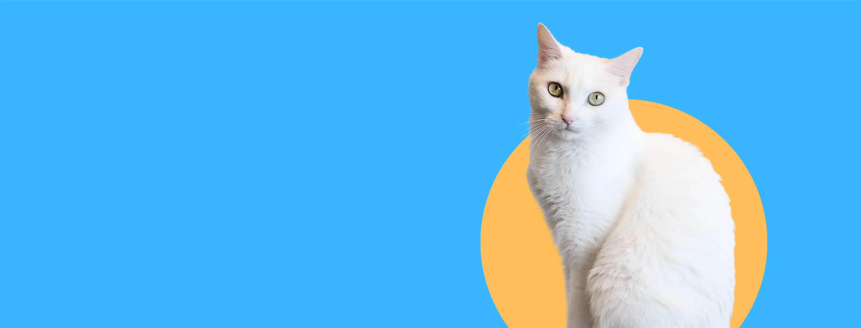White cat on blue background