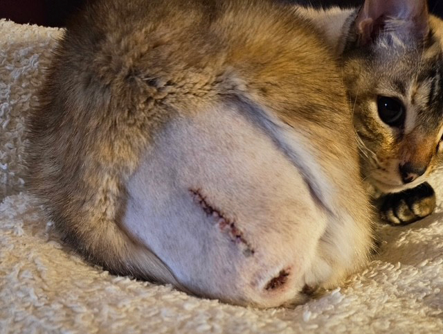 Close-up of a cat's shaved tail area with a healing surgical incision and stitches