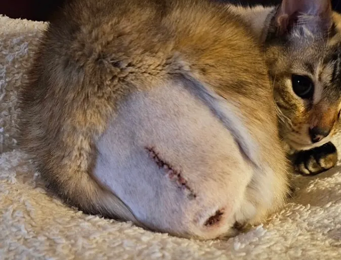 Close-up of a cat's shaved tail area with a healing surgical incision and stitches Close-up of a cat's shaved tail area with a healing surgical incision and stitches