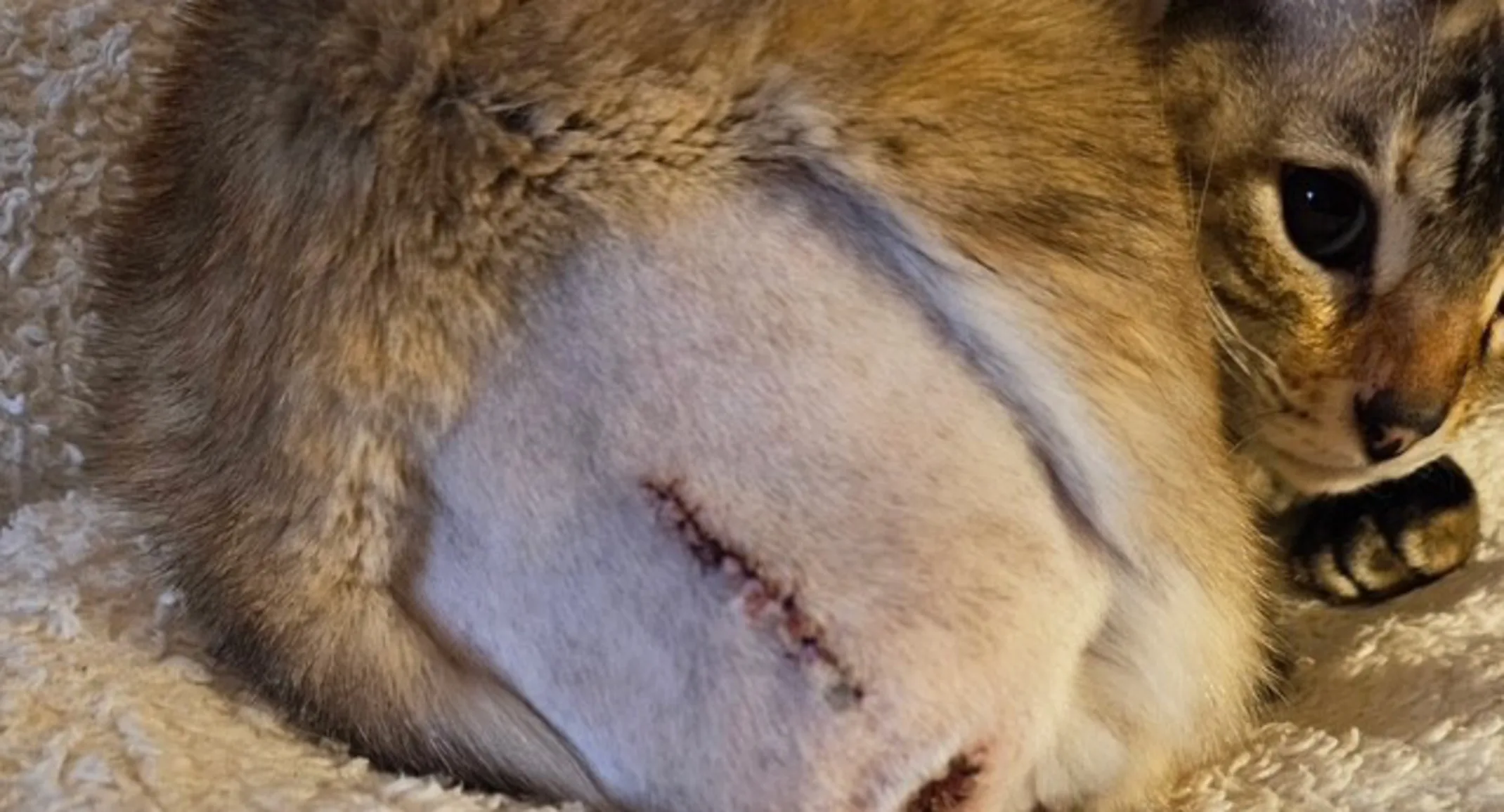Close-up of a cat's shaved tail area with a healing surgical incision and stitches Close-up of a cat's shaved tail area with a healing surgical incision and stitches