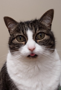 A Cat Looking at the Camera