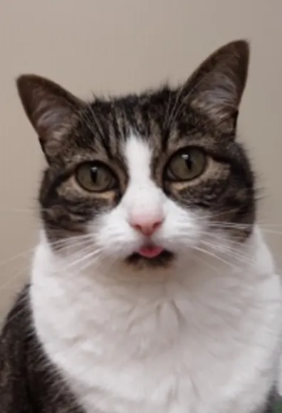 A Cat Looking at the Camera A Cat Looking at the Camera