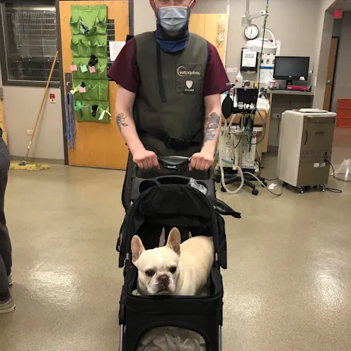 Glen Ellyn staff member inside the animal hospital pushing a dog in a stroller Glen Ellyn staff member inside the animal hospital pushing a dog in a stroller