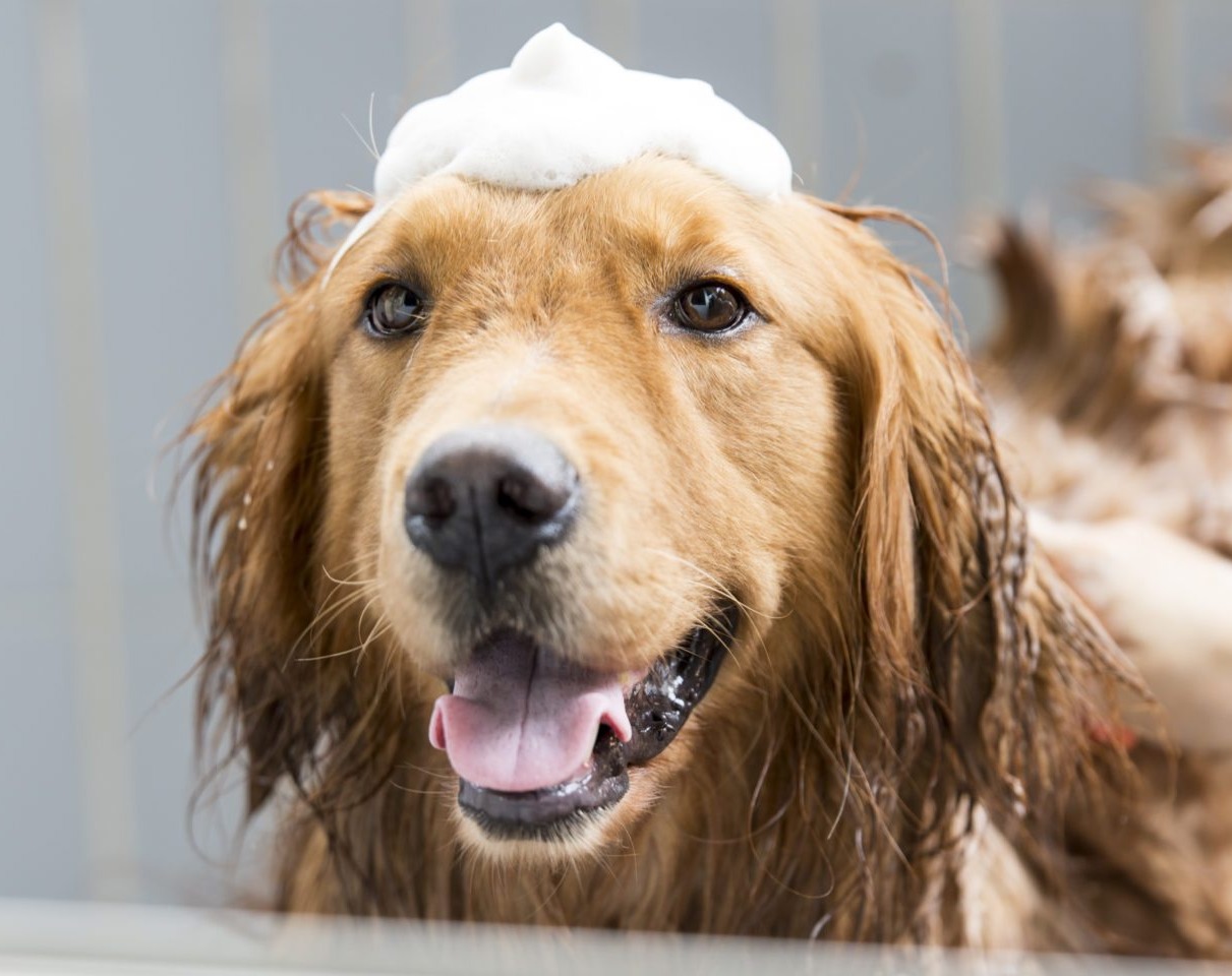 Grooming dog with soap