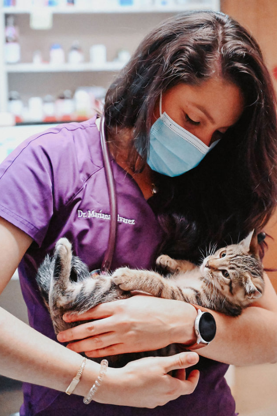 Doctor with a mask on holding a cat