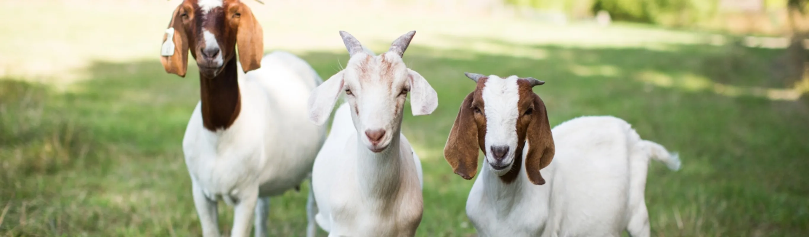 3 goats standing next to each other in rural grassy setting