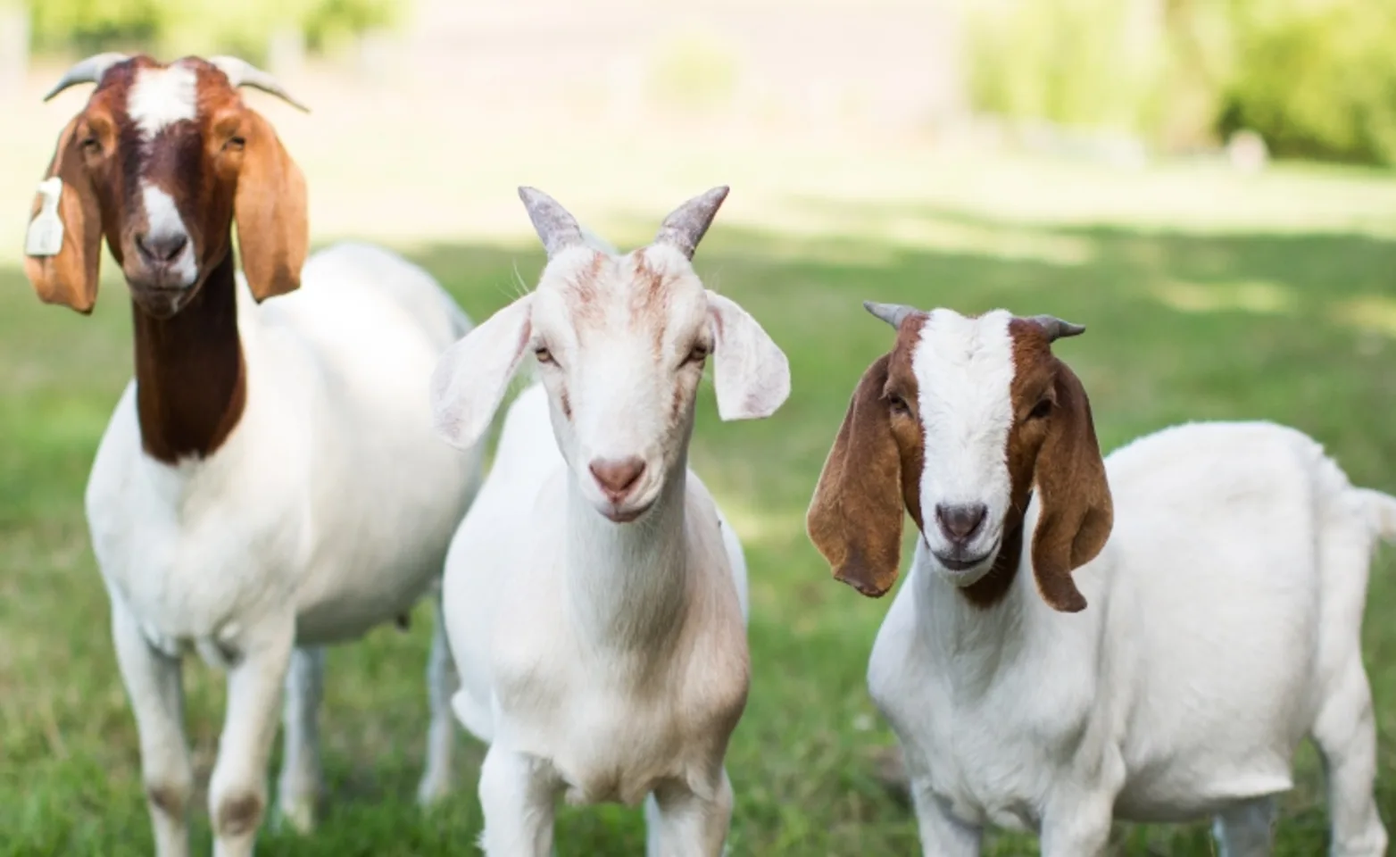 3 goats standing next to each other in rural grassy setting