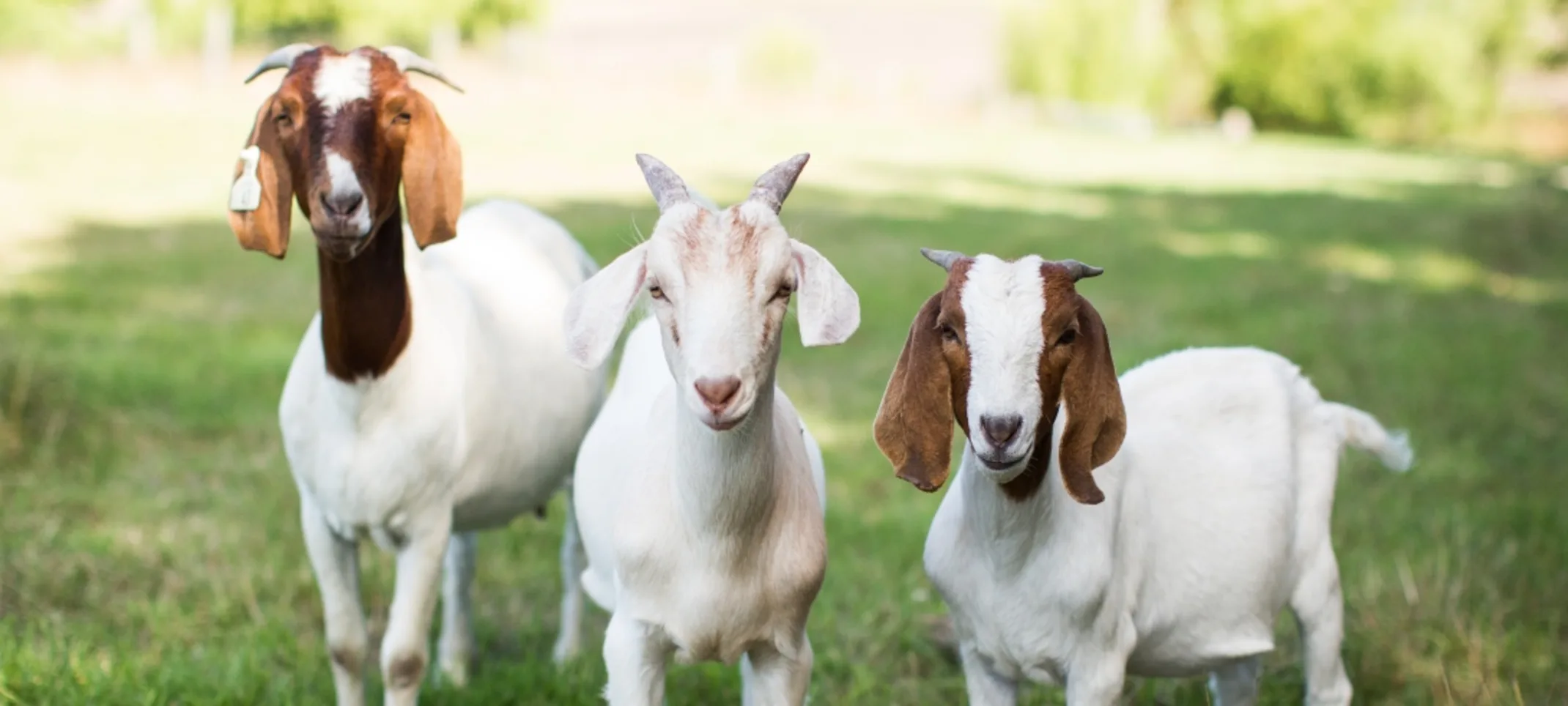 3 goats standing next to each other in rural grassy setting 3 goats standing next to each other in rural grassy setting
