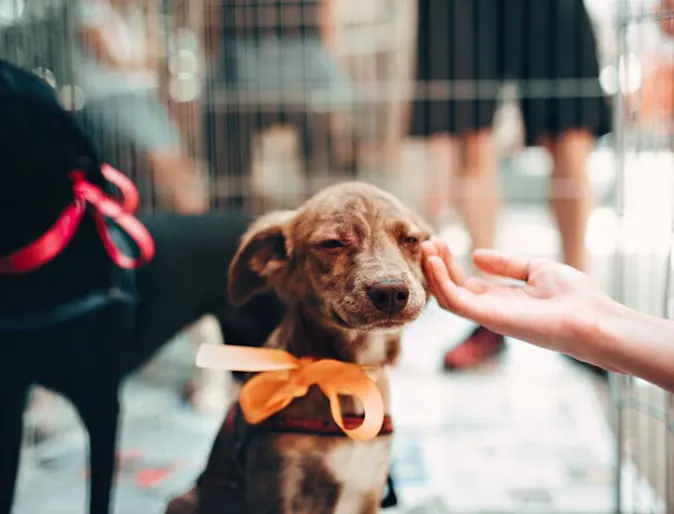 Riverside Animal Hospital South's Promo to adopt a pet which showcases a dog happy being petted by a potential owner through a cage.